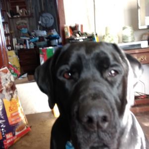 Meet your Posher, Dianne